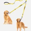 Yellow adjustable dual dog leash attached to two golden retriever dogs.
