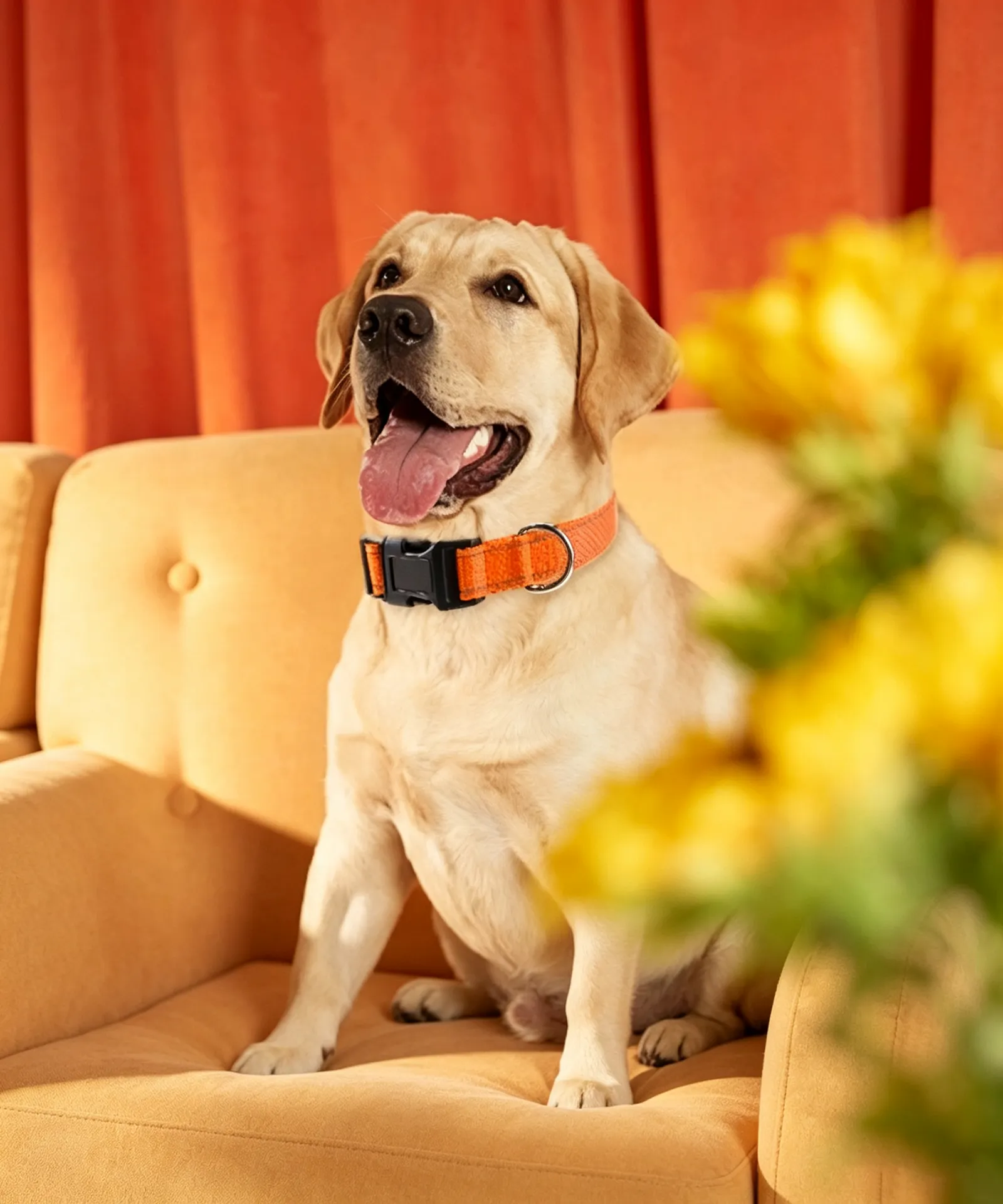 Reflective Dog Collar - Padded Neoprene Safety Collar - Image 2