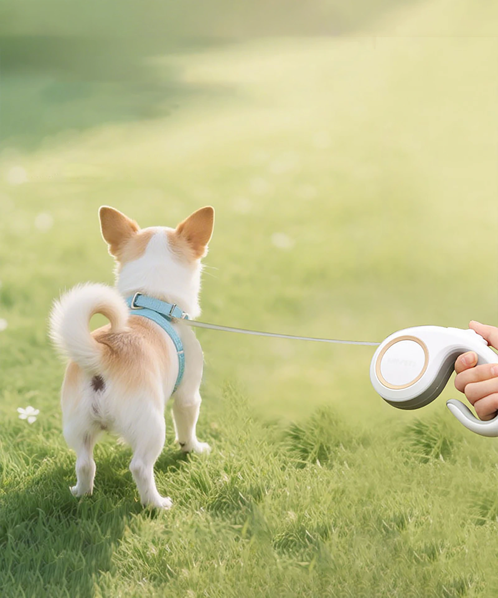 Retractable dog leash walking small dog outdoors